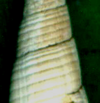 Mitra alligata (Cancilla)?